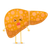 A detailed description of the image